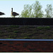 Ever seen Canadian Roof Geese?(Hww)