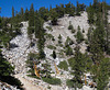 Great Basin National Park Bristlecone pines (#1144)