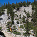 Great Basin National Park Bristlecone pines (#1144)