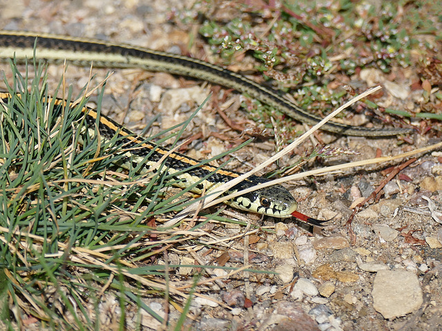 Plains Garter Snake / Thamnophis radix
