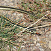 Plains Garter Snake / Thamnophis radix