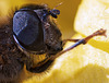 The head of a bee