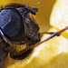 The head of a bee