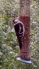 Woodpecker just chilling!