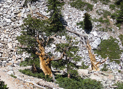 Great Basin National Park Bristlecone pines (#1145)