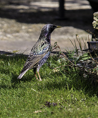 A Starling in Springtime