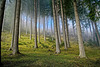 Der Wald,wo man sich immer wohl fühlt :))  The forest where you always feel good :))  La forêt où l'on se sent toujours bien :))