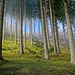 Der Wald,wo man sich immer wohl fühlt :))  The forest where you always feel good :))  La forêt où l'on se sent toujours bien :))
