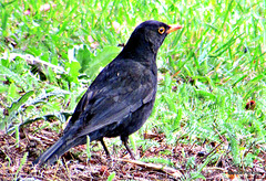 Blackbird.