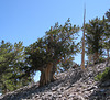 Great Basin National Park Bristlecone pines (#1146)