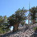 Great Basin National Park Bristlecone pines (#1146)