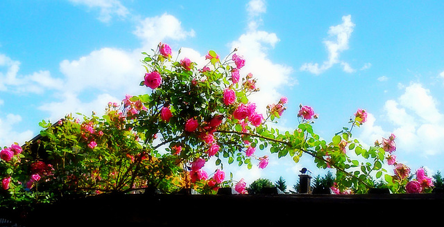 Roses and the sky