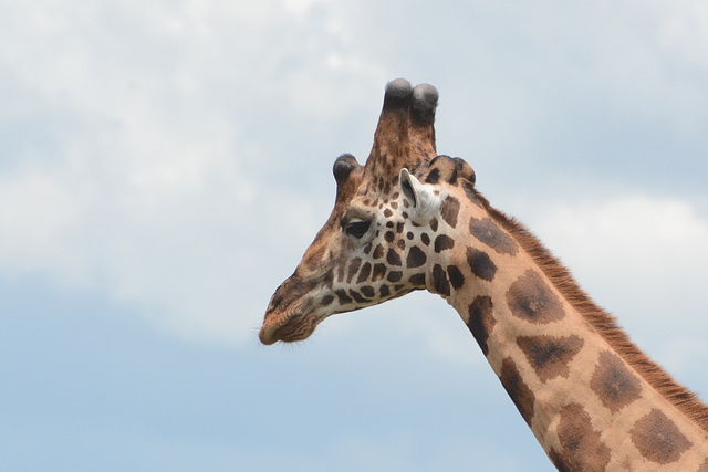 Uganda, Portrait of Giraffe in Murchison Falls National Park