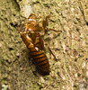 IMG 0154 Cicada-1