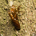 IMG 0154 Cicada-1