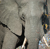 South Africa Kruger Park IGP6990