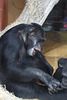 Schimpansenmann Benny (Zoo Karlsruhe)