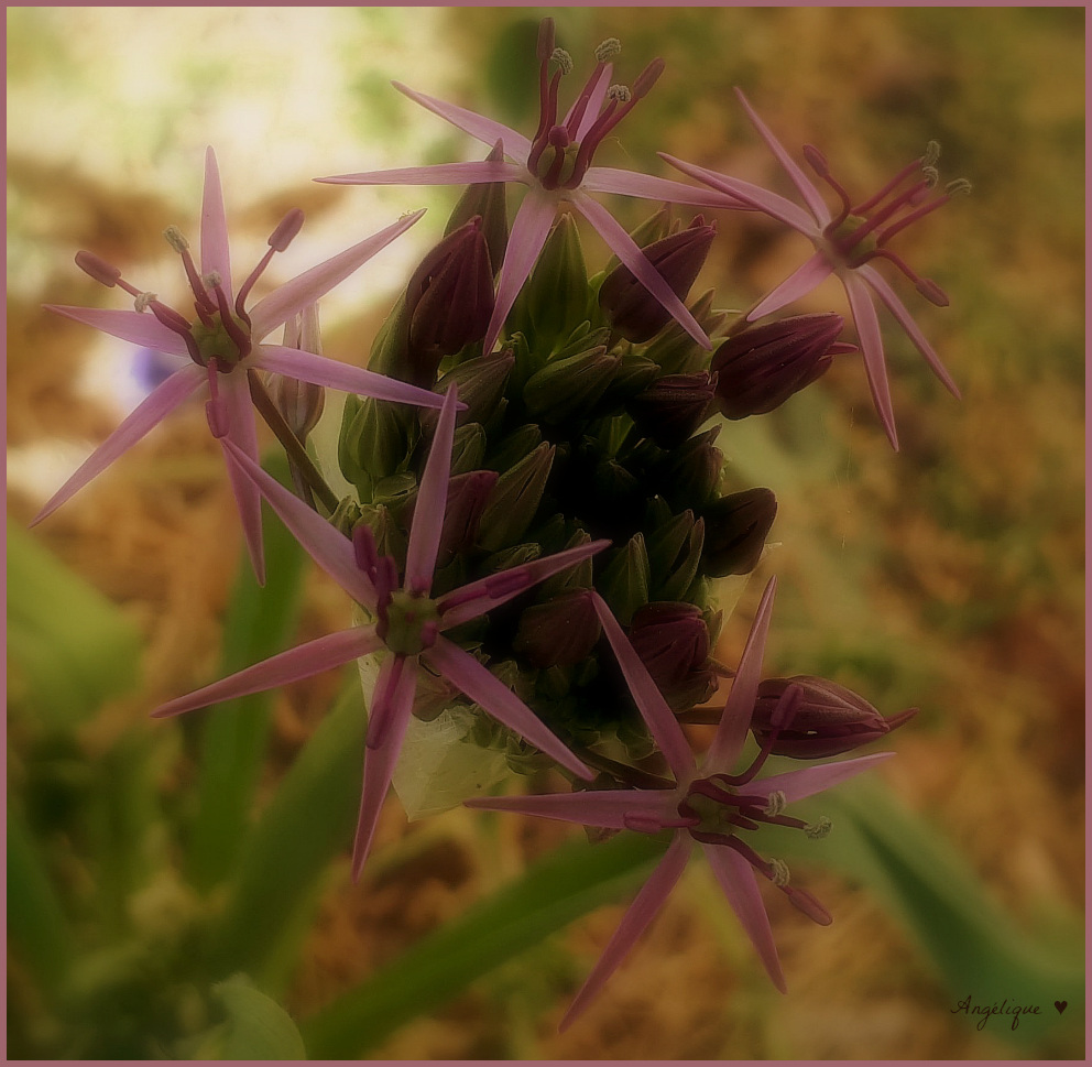 Bon Vendredi / HFF/Etoile de Perse ... l'Allium christophii !