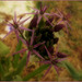 Bon Vendredi / HFF/Etoile de Perse ... l'Allium christophii !