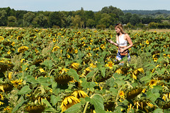 Photographing the sunflowers