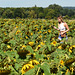 Photographing the sunflowers