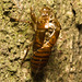 IMG 0155 Cicada