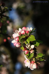 Apple Blossoms 1