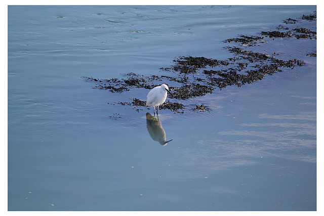 A Little Egret looking for lunch - Newhaven - 2.10.2014