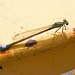 Blue Tailed Damsel Fly