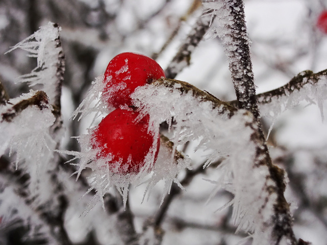 winter berries 1