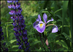 Iris robusta (1)