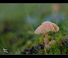 158/366: Little Mushroom Umbrella
