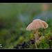 158/366: Little Mushroom Umbrella
