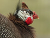 Helmeted Guineafowl / Numida meleagris