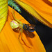 goldenrod spider DSC 0514