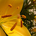 Gelbe Taglilie (Hemerocallis lilioasphodelus)