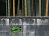 Bamboo and a wall