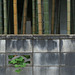 Bamboo and a wall