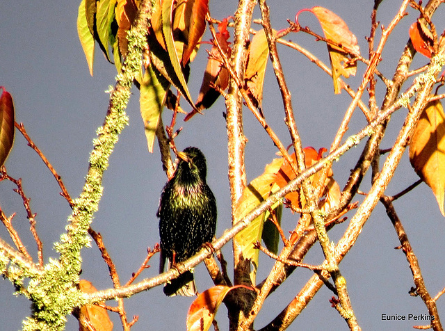 Starling In The Branches.
