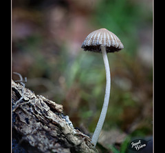 290/366: Stripey Mushroom