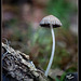 290/366: Stripey Mushroom