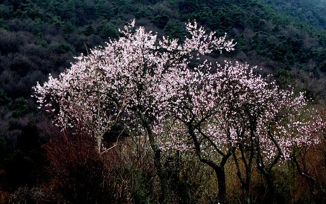 Blühende Mandelbäume im Februar 2016!! (Pfälzerwald bei Maikammer)