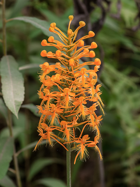 Platntera ciliaris (Yellow Fringed orchid)
