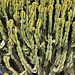 Cactus Tree – Pedregalejo, Málaga, Andalucía, Spain