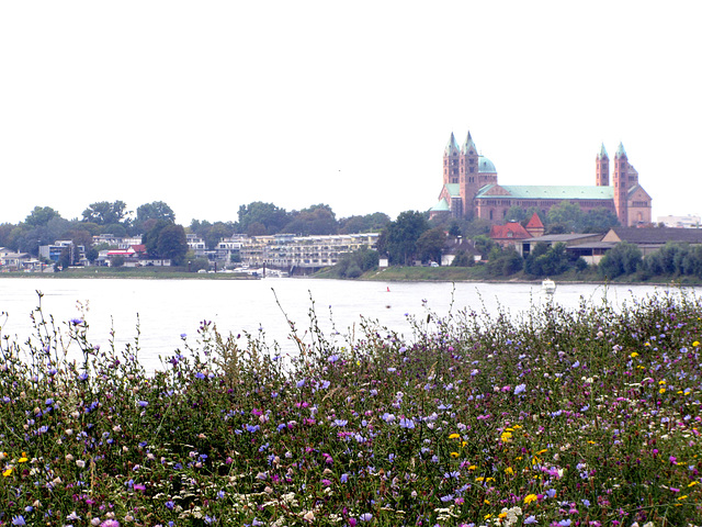 Speyer - Blumenwiese, Rhein und Kaiserdom