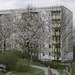 (112/365) Blühende Bäume in der Friedrich-Viertel-Straße