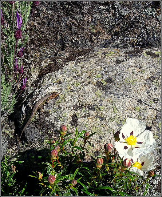 Lizard, cistus/jara, Spanish lavender and granite