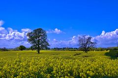 Fields turning yellow