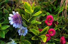 Petites fleurs d'un jardin