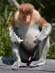 Proboscis monkey and his cucumber